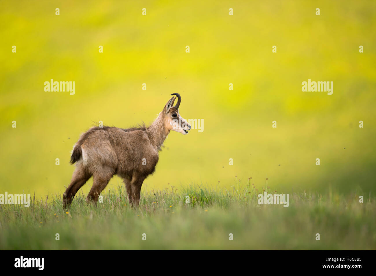 AlpenGämse ( Rupicapra rupicapra ) auf einer Bergwiese im Schatten vor hellem sonnigem Hintergrund, Tierwelt, Europa. Stockfoto
