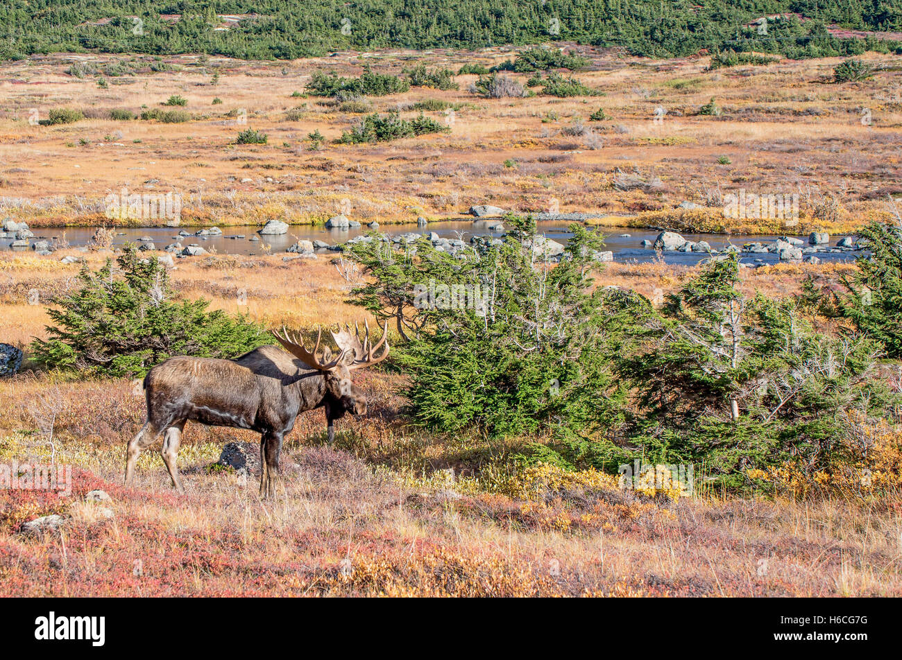 Bull Moose im Herbst während der Brunft Stockfoto