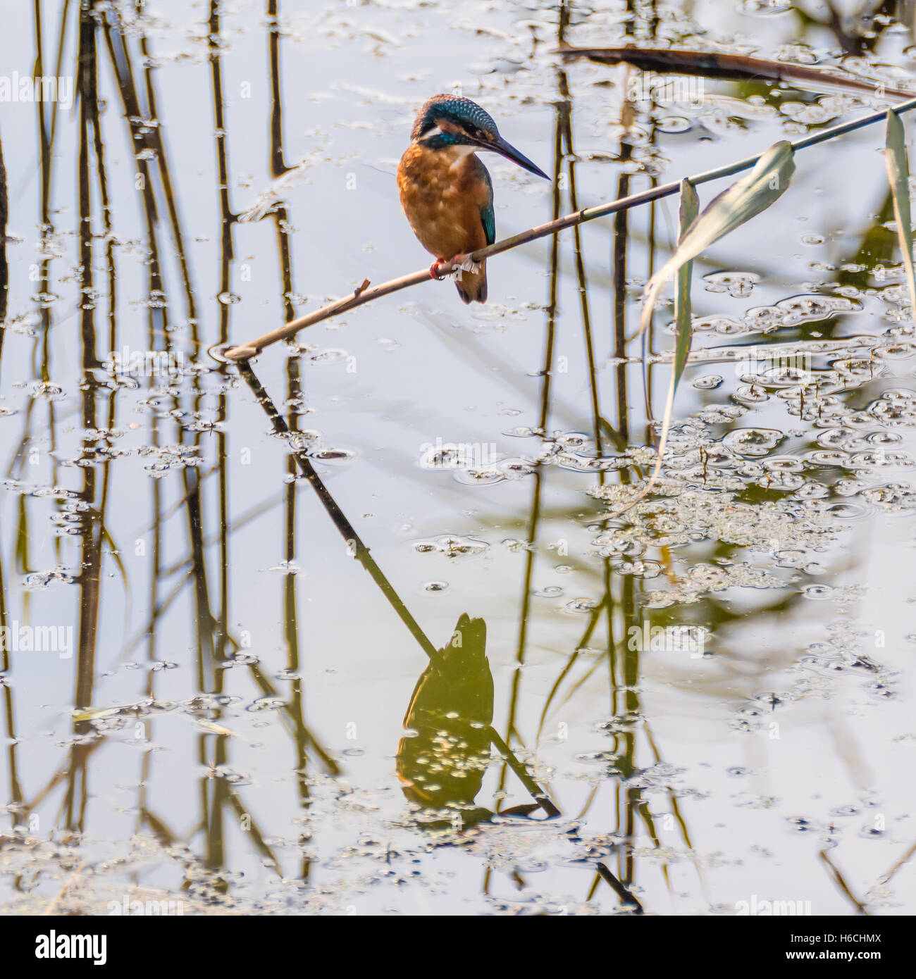 Eisvogel (Alcedo Atthis) sitzen auf Reed, mit Reflexion. Eisvogel in der Familie Alcedinidae Jagd über Wasser Stockfoto