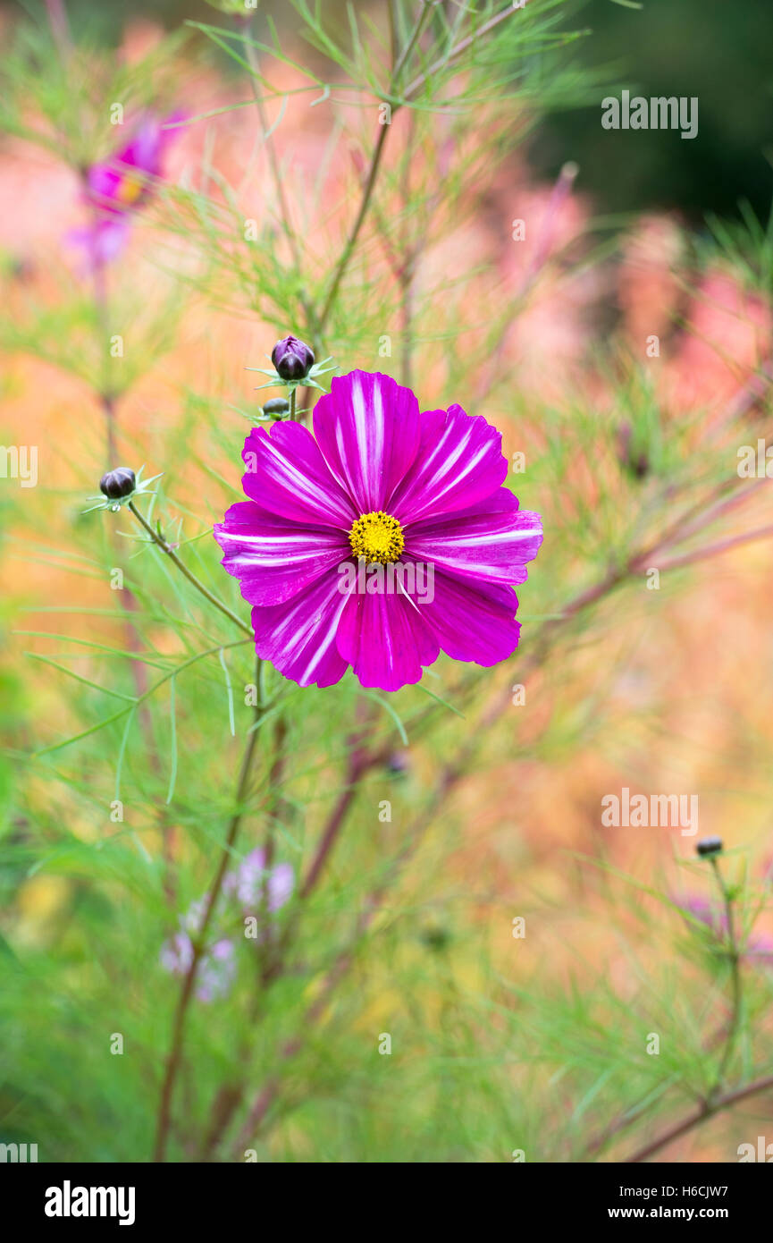 Cosmos Bipinnatus Blume im Herbst Stockfoto