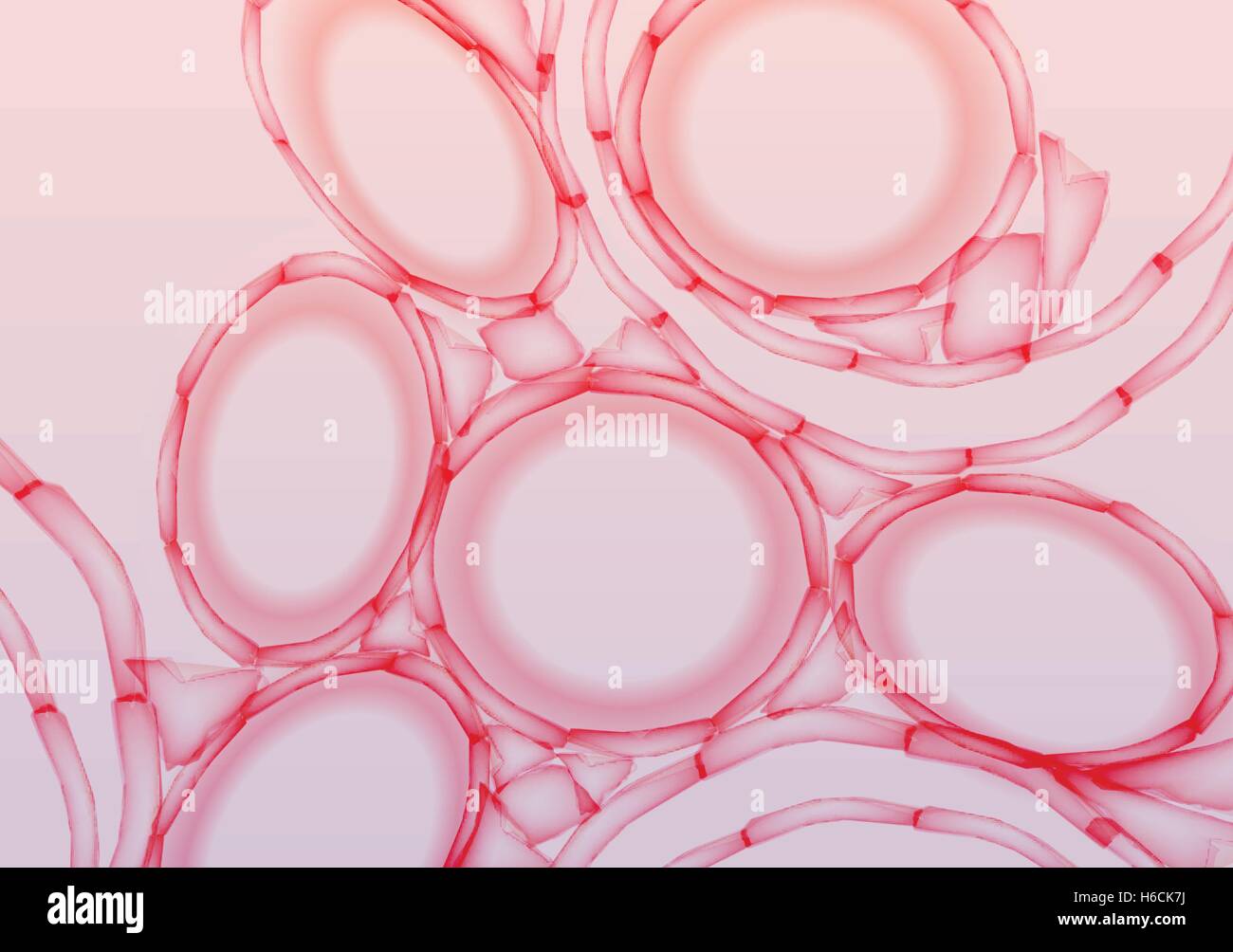 Alveolen in den Lungen Gewebe Slice, Querschnitt - Vektor-Illustration Stock Vektor