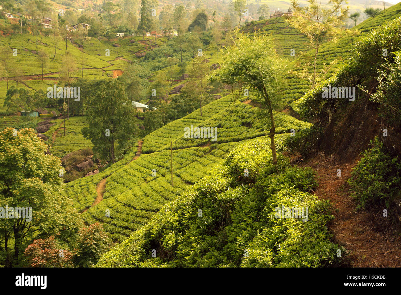 Tee-Plantage Landschaft in Sri lanka Stockfoto