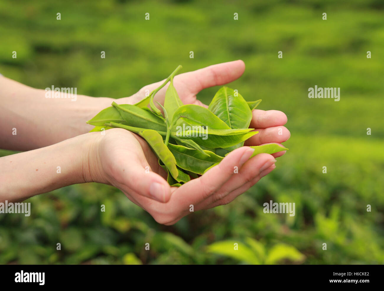 weibliche Hände halten frische Teeblätter Stockfoto