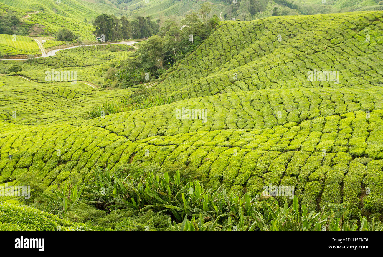 Munnar-Teeplantagen Stockfoto