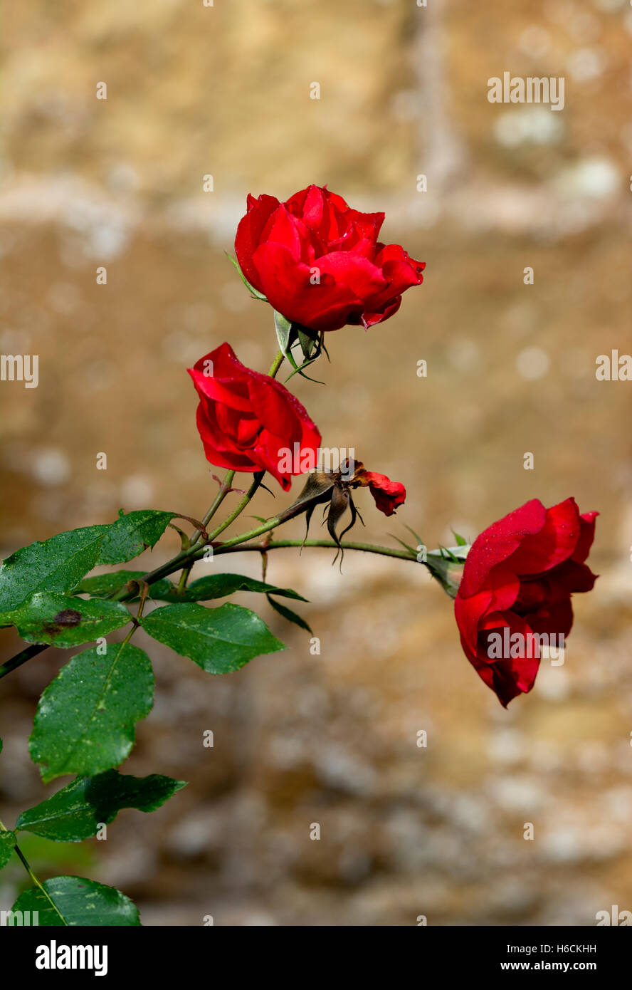 Rote Rosen mit einer Kirchenmauer Hintergrund, Napton, Warwickshire, UK Stockfoto
