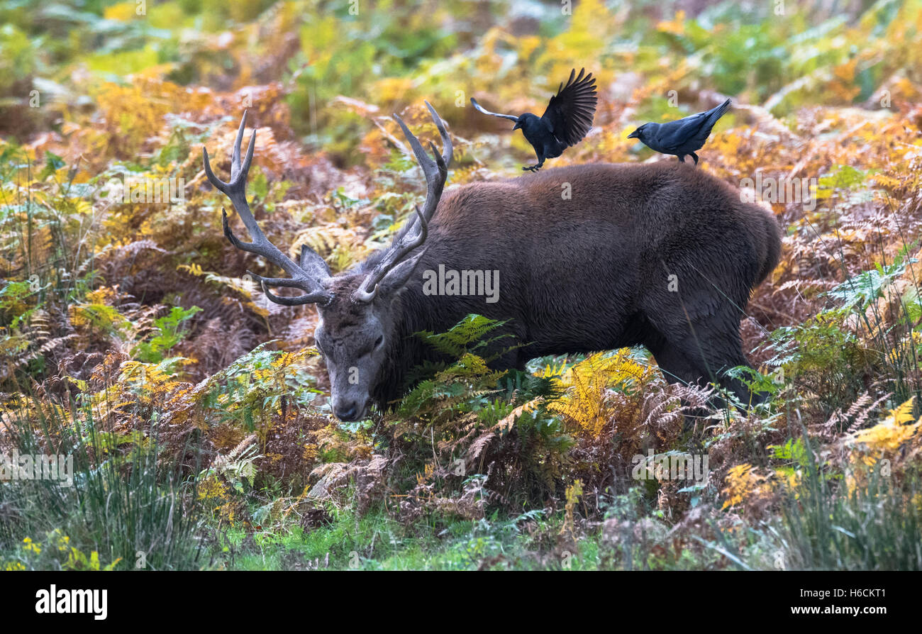 Reife Hirsche während der Brunftzeit. Stockfoto