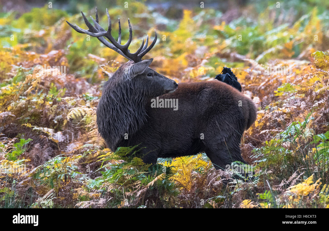 Reife Hirsche während der Brunftzeit. Stockfoto