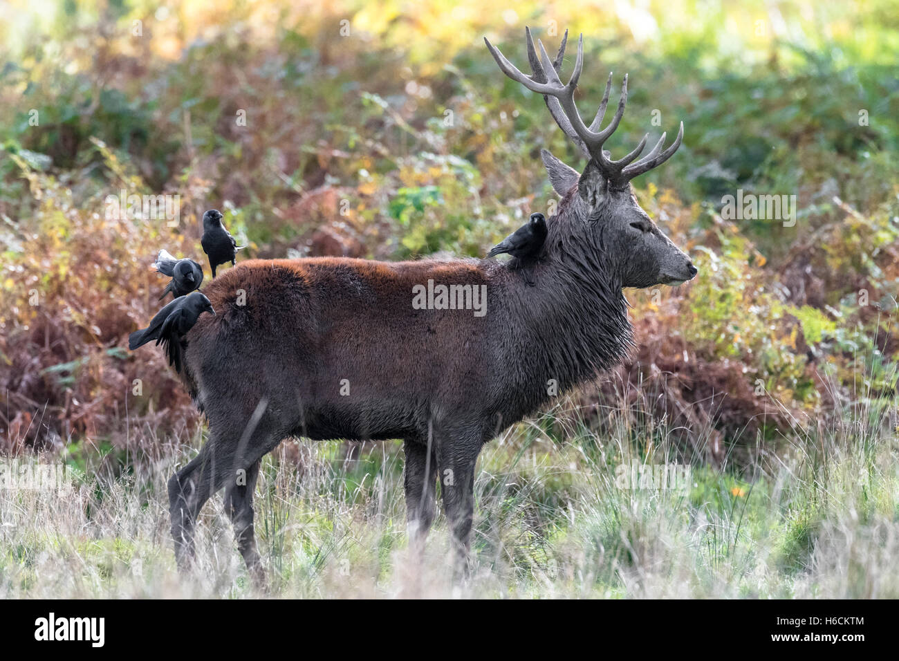 Reife Hirsche während der Brunftzeit. Stockfoto