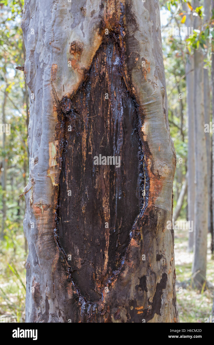 Eukalyptusbaum, Australian Native wächst wild in den australischen Busch. Stockfoto