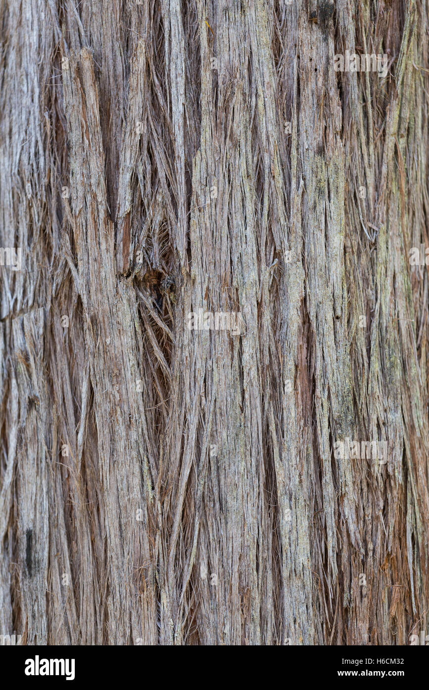 Stringy Bark Tree, Australian Native im Busch in ganz Australien gefunden, Stockfoto