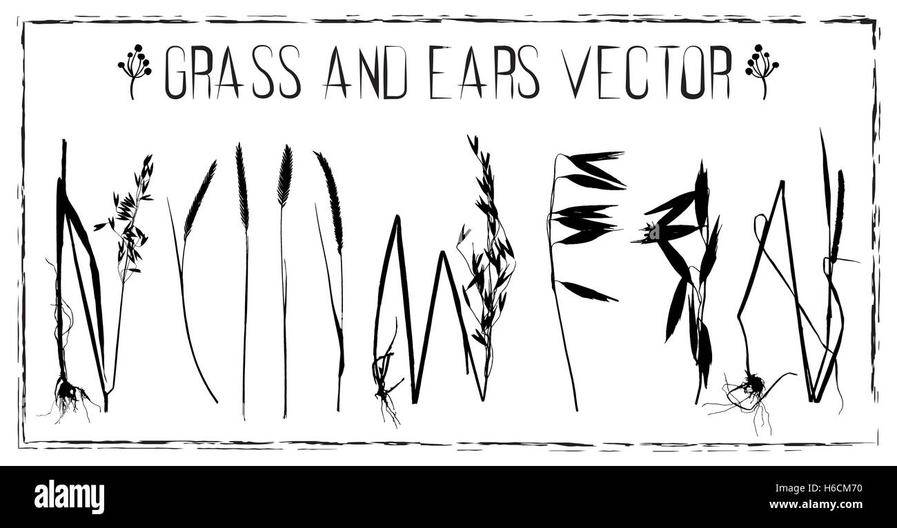 Satz von Silhouetten von verschiedenen Arten von Ohren und Rasen-Vektor Stock Vektor