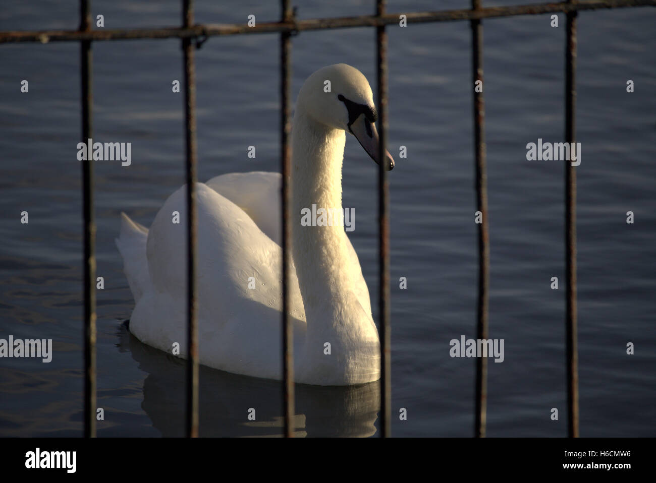 Schwan am Teich hinter Drahtkäfig Stockfoto