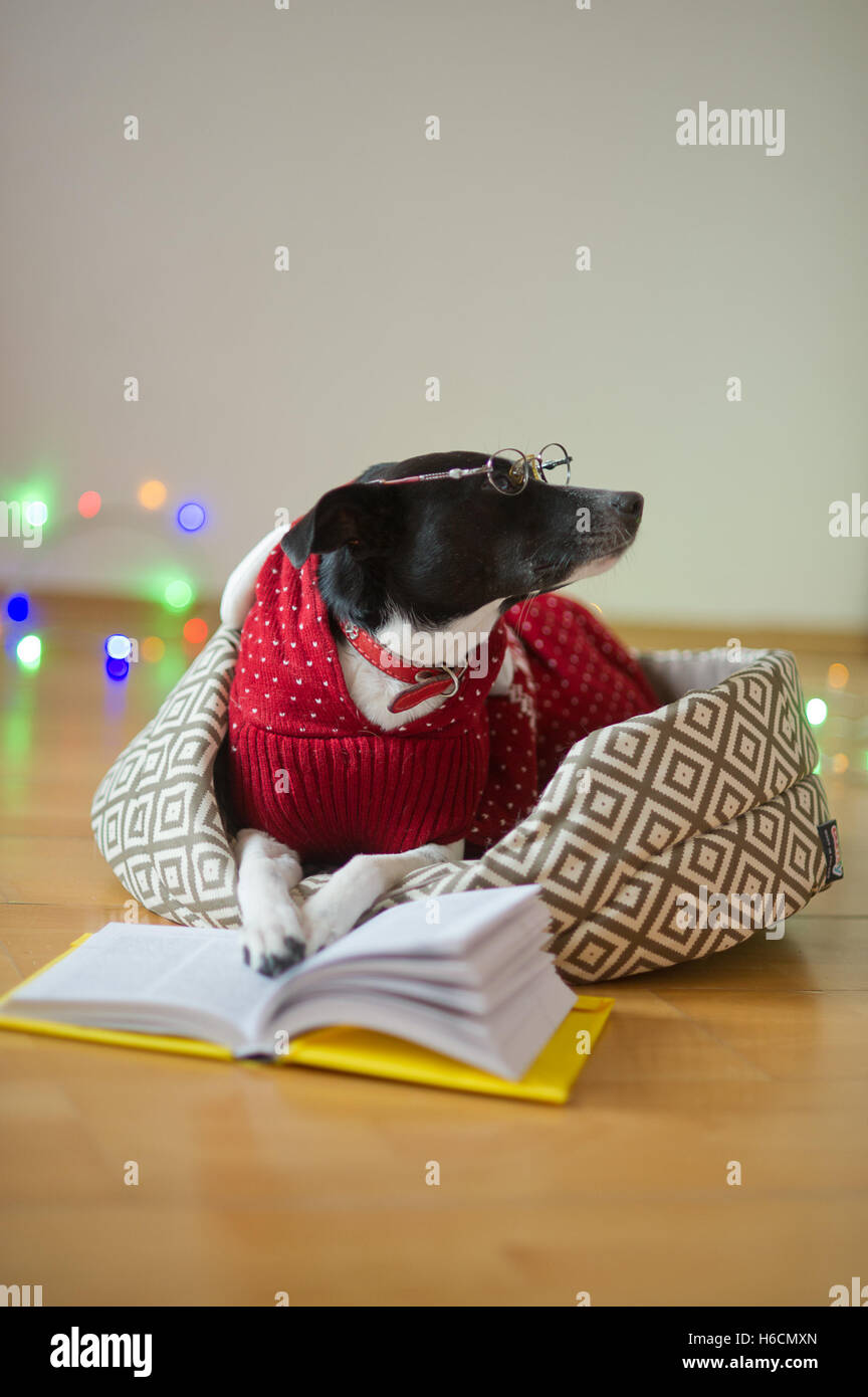Vorbereitung auf Weihnachten. Schwarz/weiß Hund bebrillte und in einem  Rentier-Anzug anziehen Pfoten das aufgeschlagene Buch. Ein Witz von  Stockfotografie - Alamy