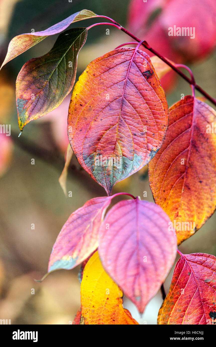 Der Herbst von Cornus alba Sibirica hinterlässt einen farbenfrohen Herbst von Cornus Stockfoto