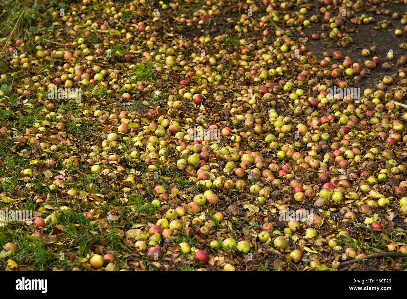 Krabben Sie-Äpfel - Rekordernte von Windfall Äpfel auf dem Boden - Schottland, UK Stockfoto