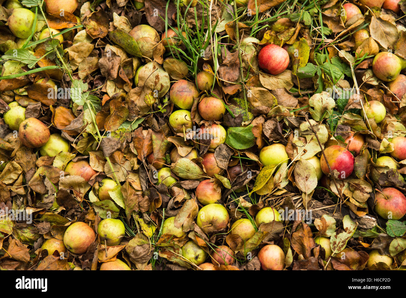 Krabben Sie-Äpfel - Rekordernte von Windfall Äpfel auf dem Boden - Schottland, UK Stockfoto