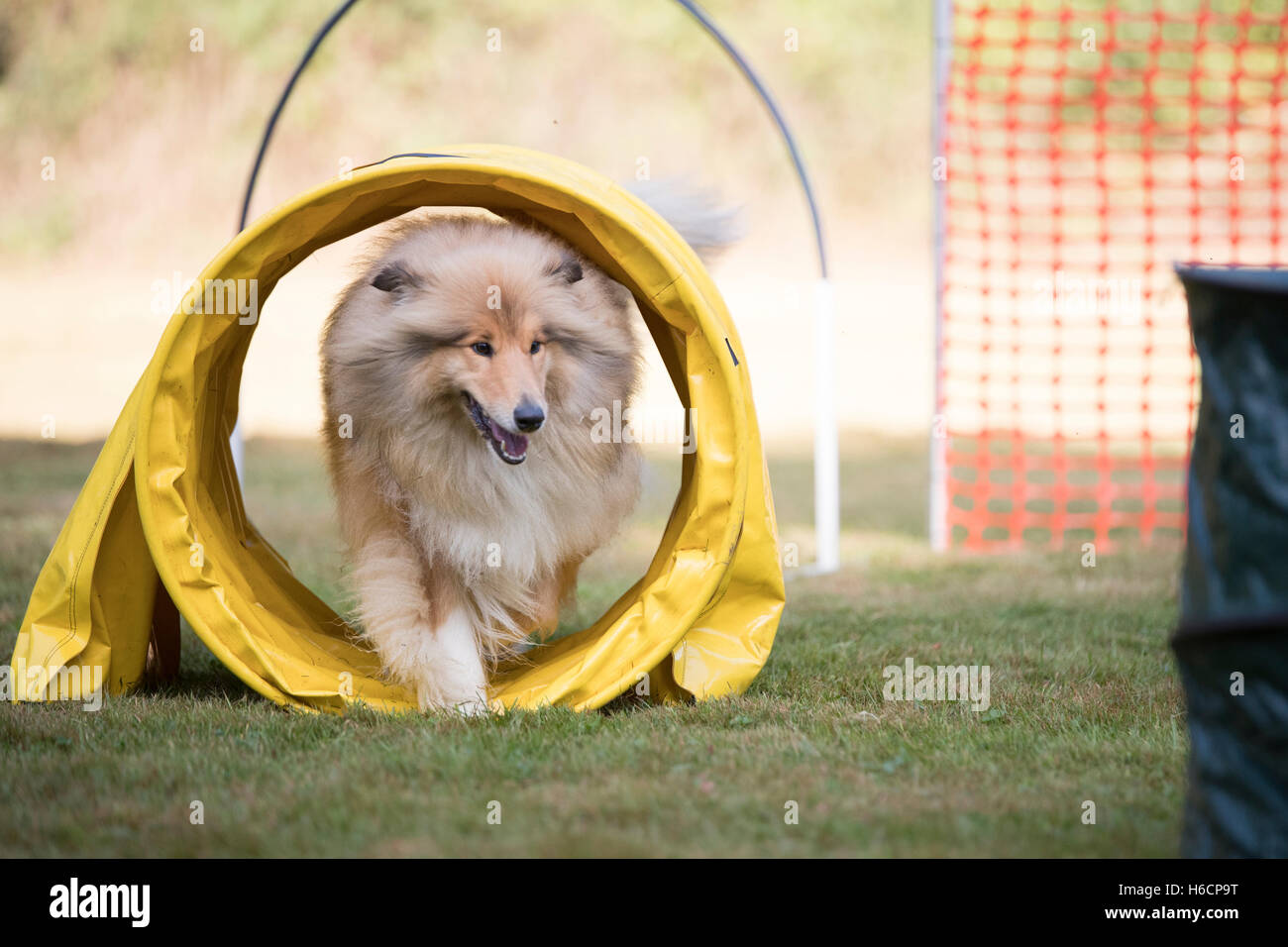 Schottischer Schäferhund Training Hooper Stockfoto