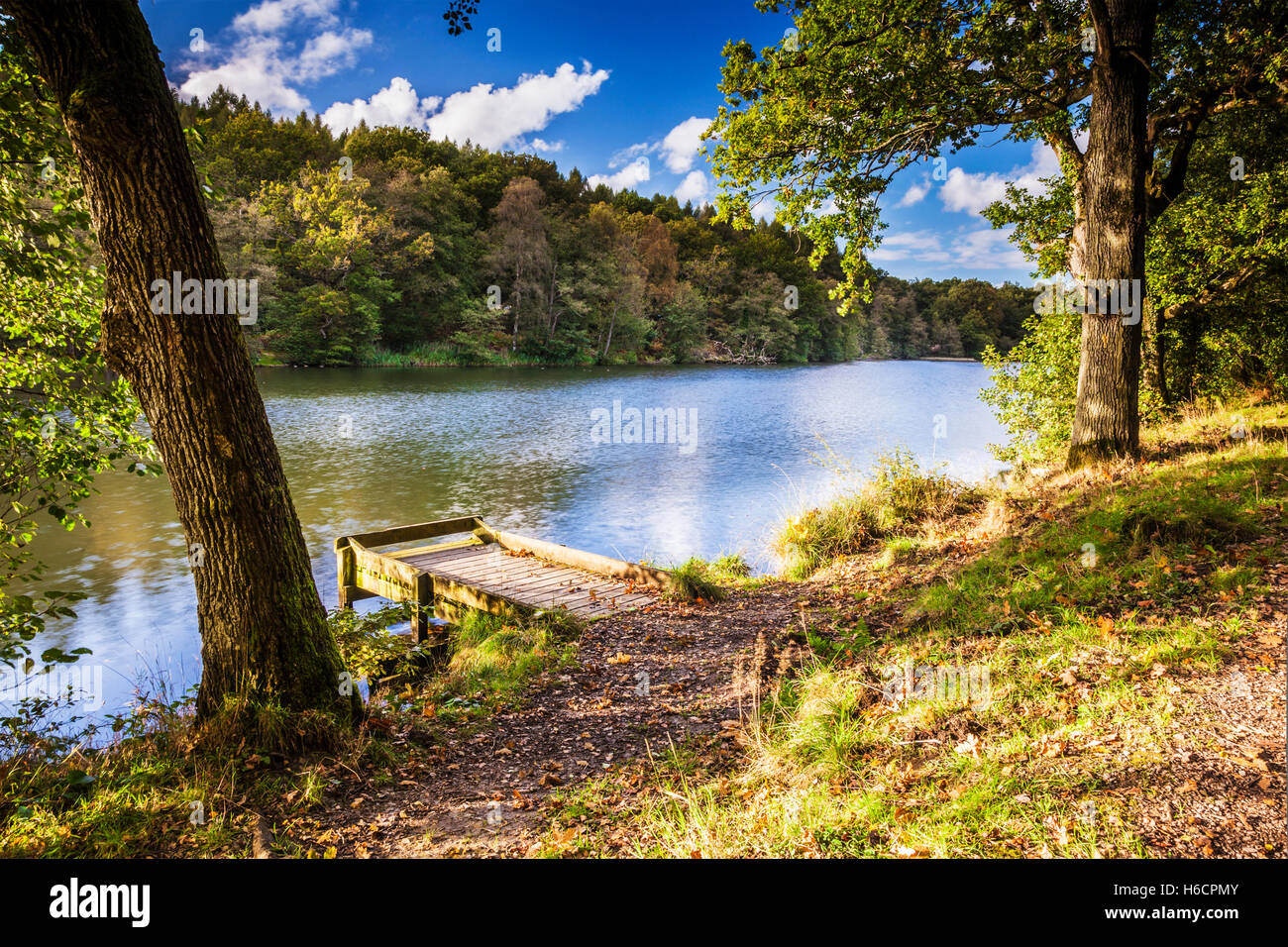 Cannop Teiche im Wald des Dekans, Gloucestershire. Stockfoto