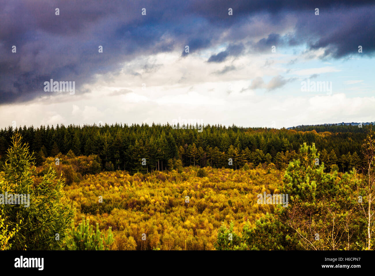 Herbst in der Forest of Dean, Gloucestershire aus neuen ausgefallenen Sicht. Stockfoto