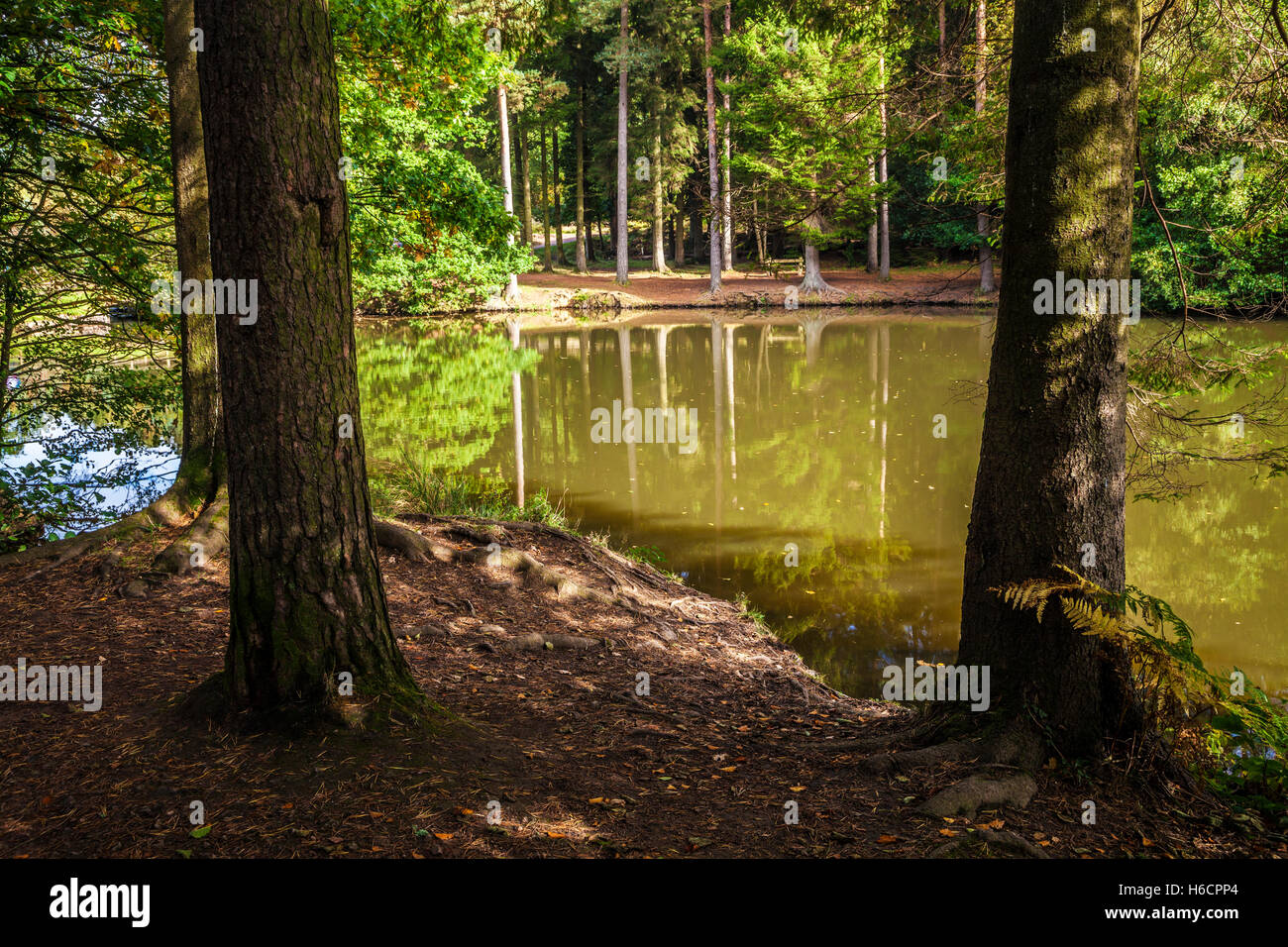 Stockenten Hecht in Wald des Dekans, Gloucestershire. Stockfoto