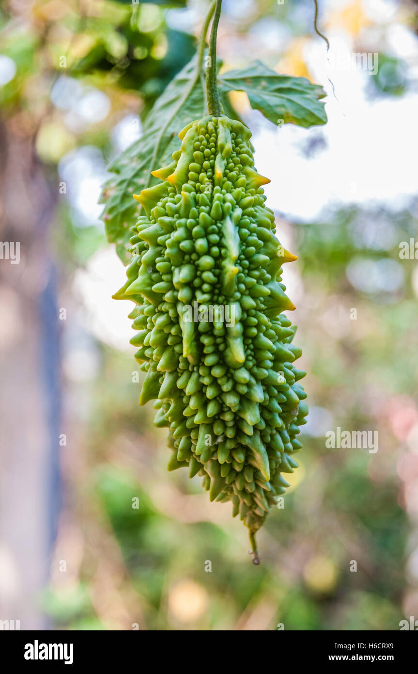 Bittermelone (Momordica Charantia) wächst im Gewürzgarten, Kumily, Kerala, Indien, Asien Stockfoto