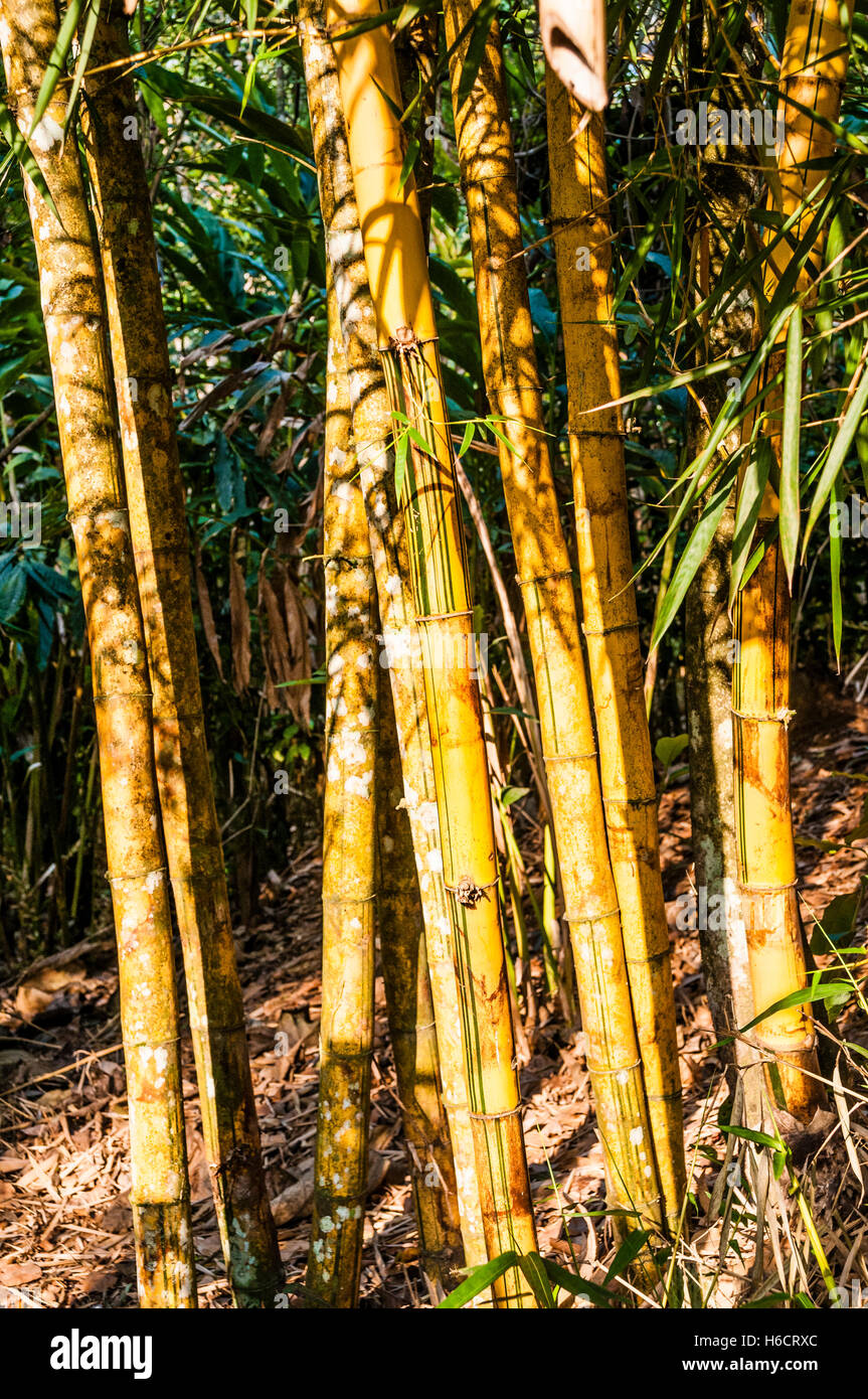 Bambus wchst in Gewrz Garten, Kumily, Kerala, Indien Stockfotografie -  Alamy
