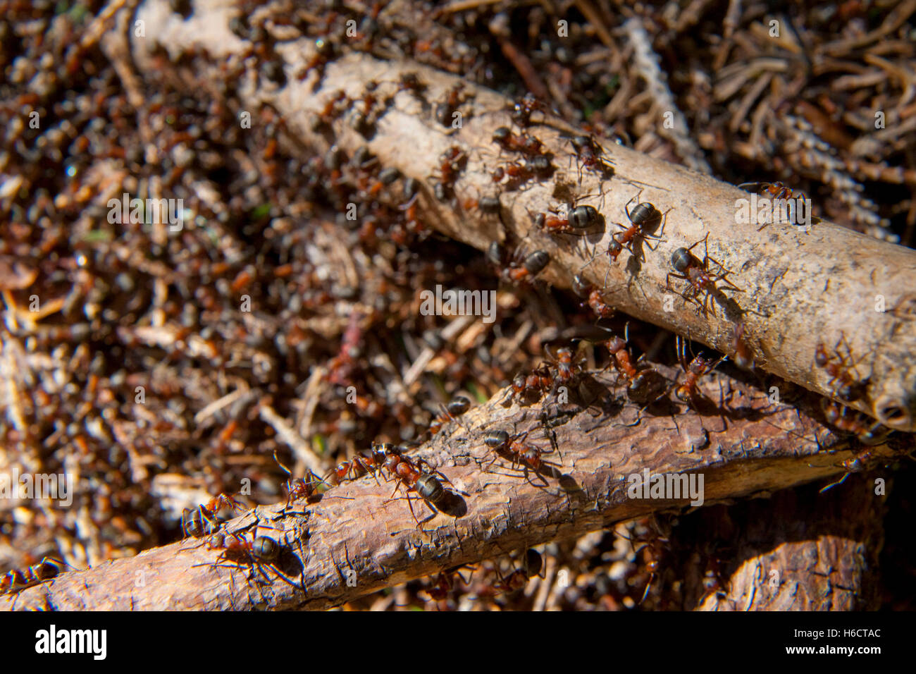 Südlichen Waldameise oder Pferd Ameisen (Formica Rufa) auf einem Ameisenhaufen, Bayern Stockfoto