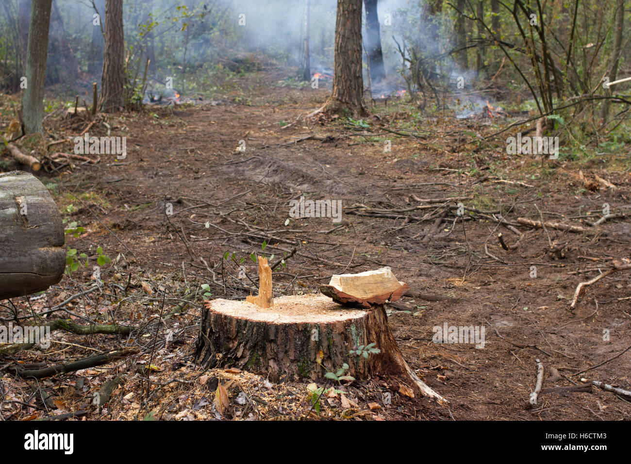 Kiefer stumpf, Ergebnis der Baum zu Fällen. Insgesamt Entwaldung, Wald geschnitten Stockfoto