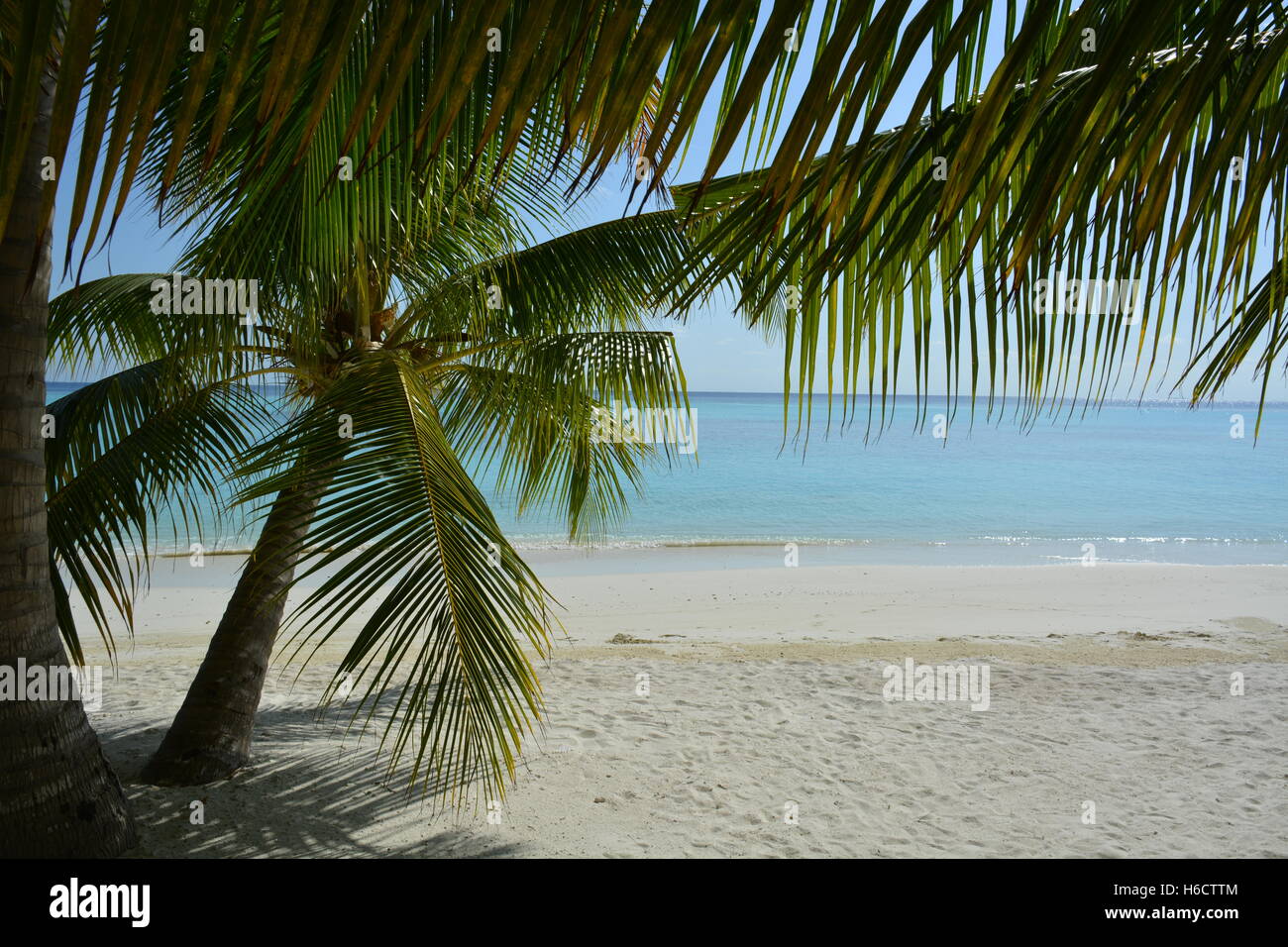 Malediven Strand Palme Baum Ozeanblau Stockfoto