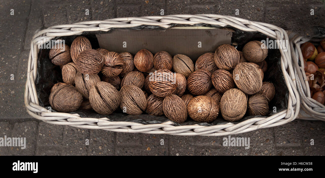 Cerbera Odollam Samen aus dem Pong Pong Baum (AKA; Chiute Chatthankai grauen Milkwood Meer Mango) Stockfoto