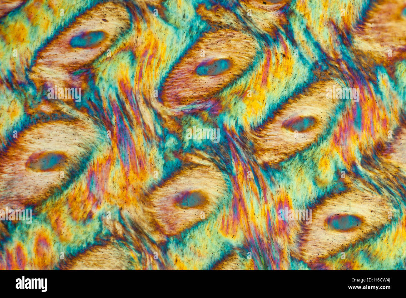 Polarisierte Mikrophotographie mit Quarz-Platte, Esel HUF dünne Folie Abschnitt Kreuz Stockfoto