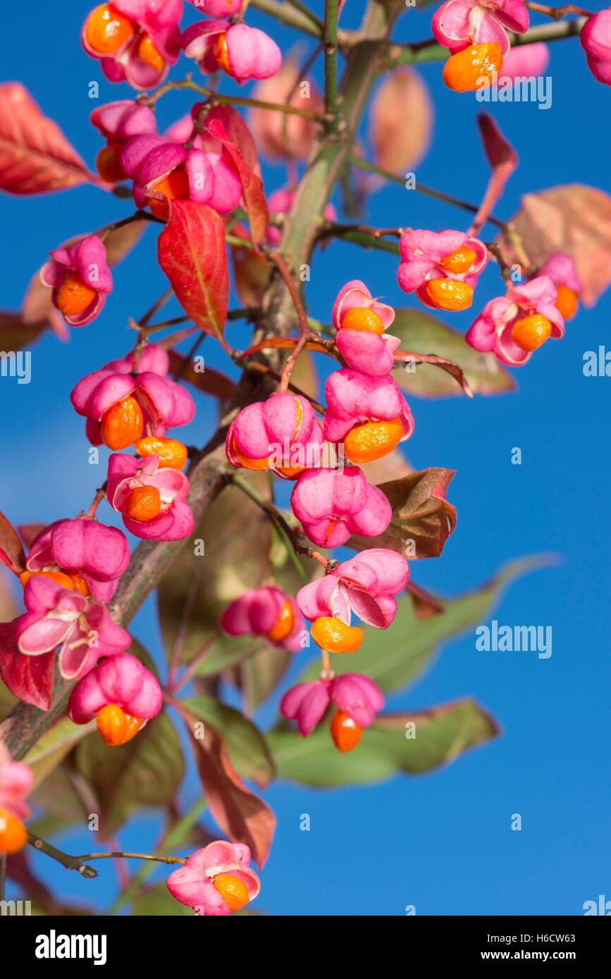 Euonymus Europaeus, Spindel Baum mit reifen Früchten. Stockfoto