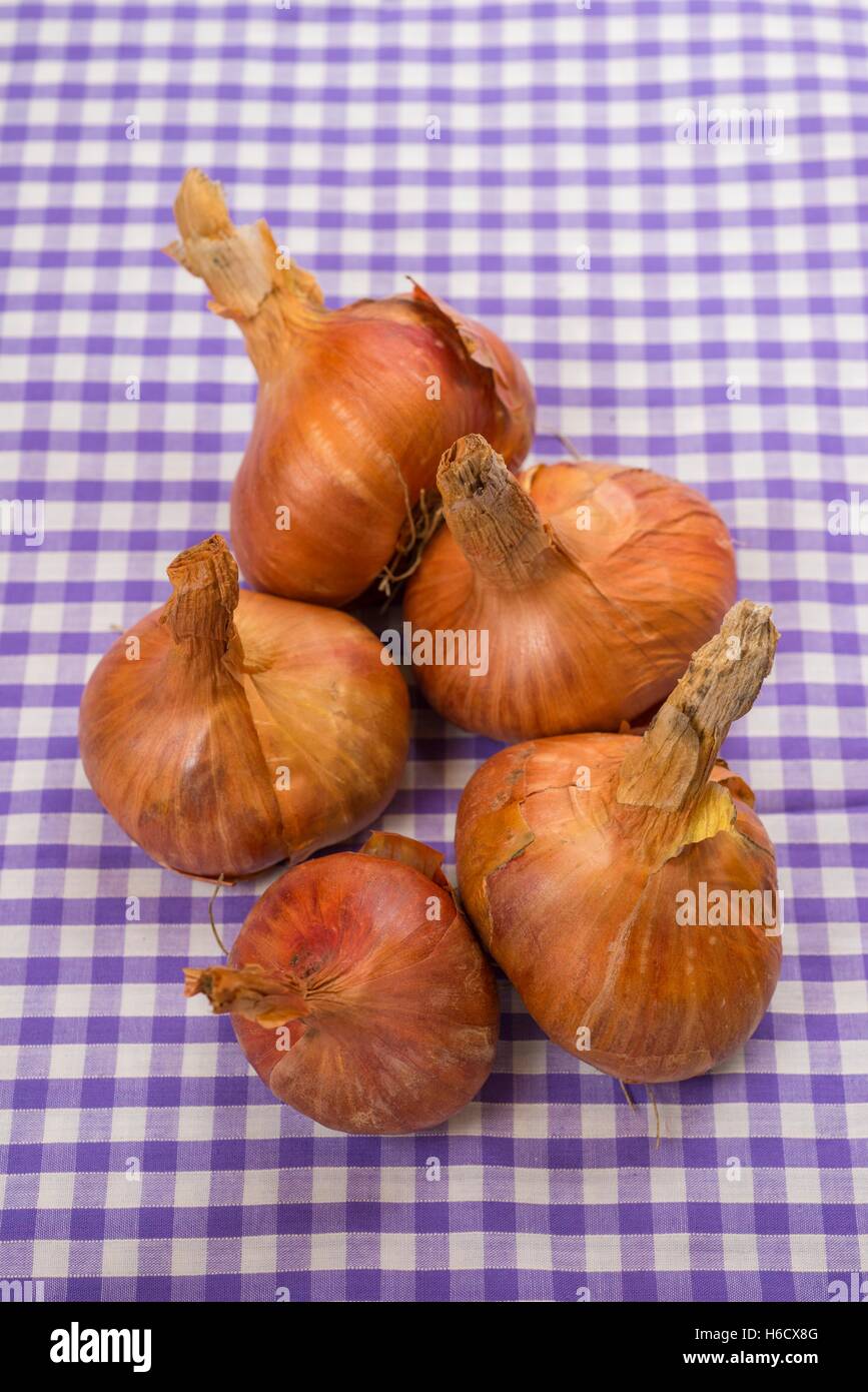 Schalotten, "rote Sonne". Stockfoto