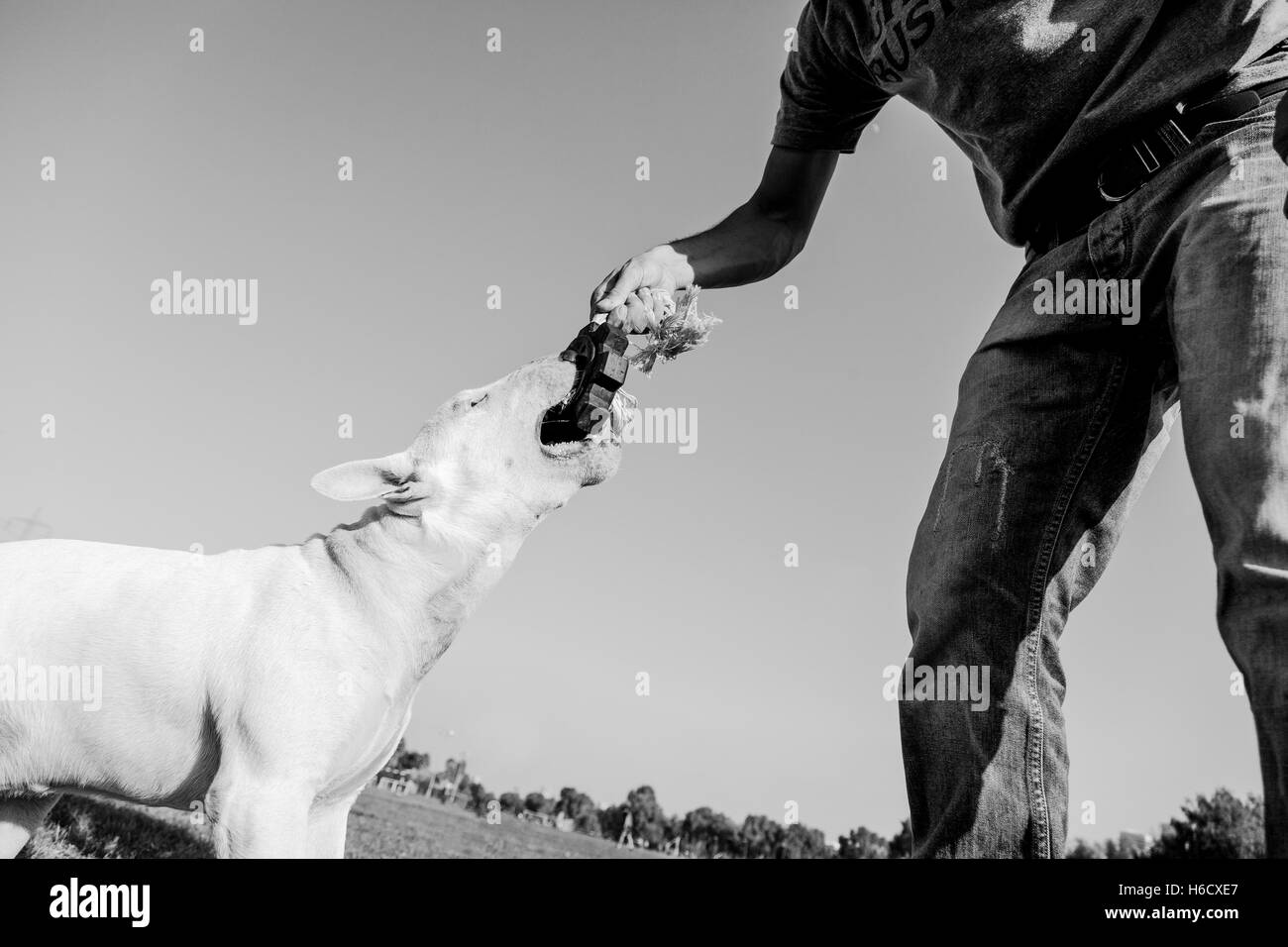 Bull Terrier Hund spielen Tauziehen mit seinen Menschen an einem sonnigen Tag im Park. Stockfoto