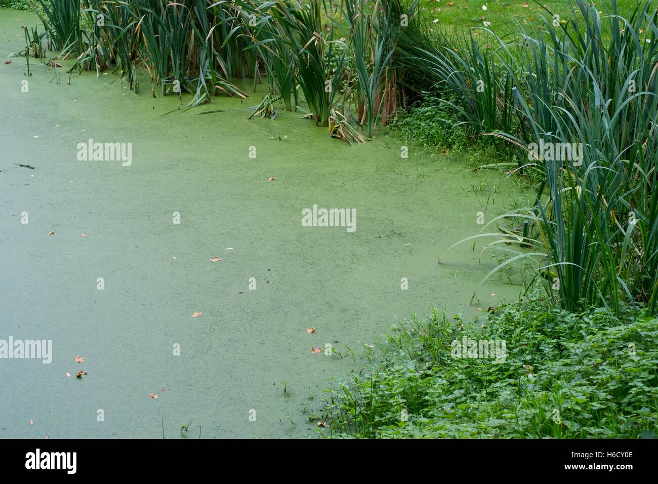 Teich in Wasserlinsen - Lemnoideae abgedeckt. Stockfoto