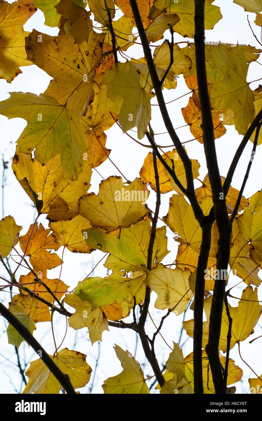 Ahorn-Blätter, Acer Pseudoplatanus. Stockfoto