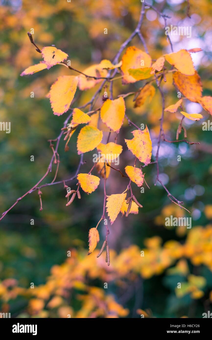 Birke, Betula Pendel, Blätter und Kätzchen im Herbst. Stockfoto