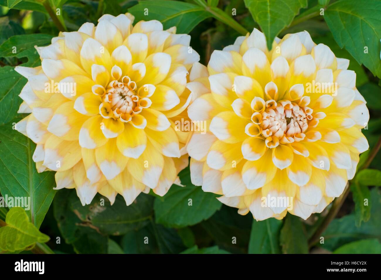 Dahlie "Gramma Lemon Pie" Stockfoto