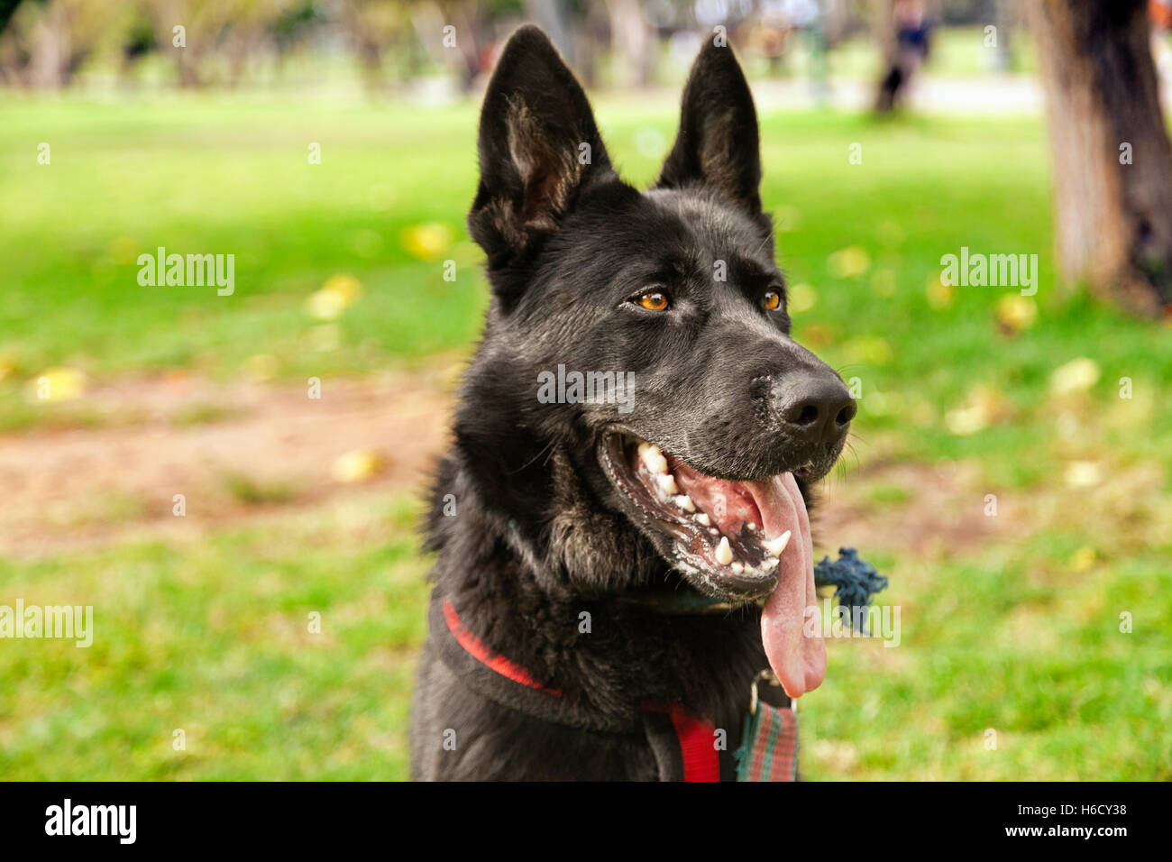 Outdoor Portrait eine schwarze Schäferhund Hündin wegsehen auf etwas. Stockfoto