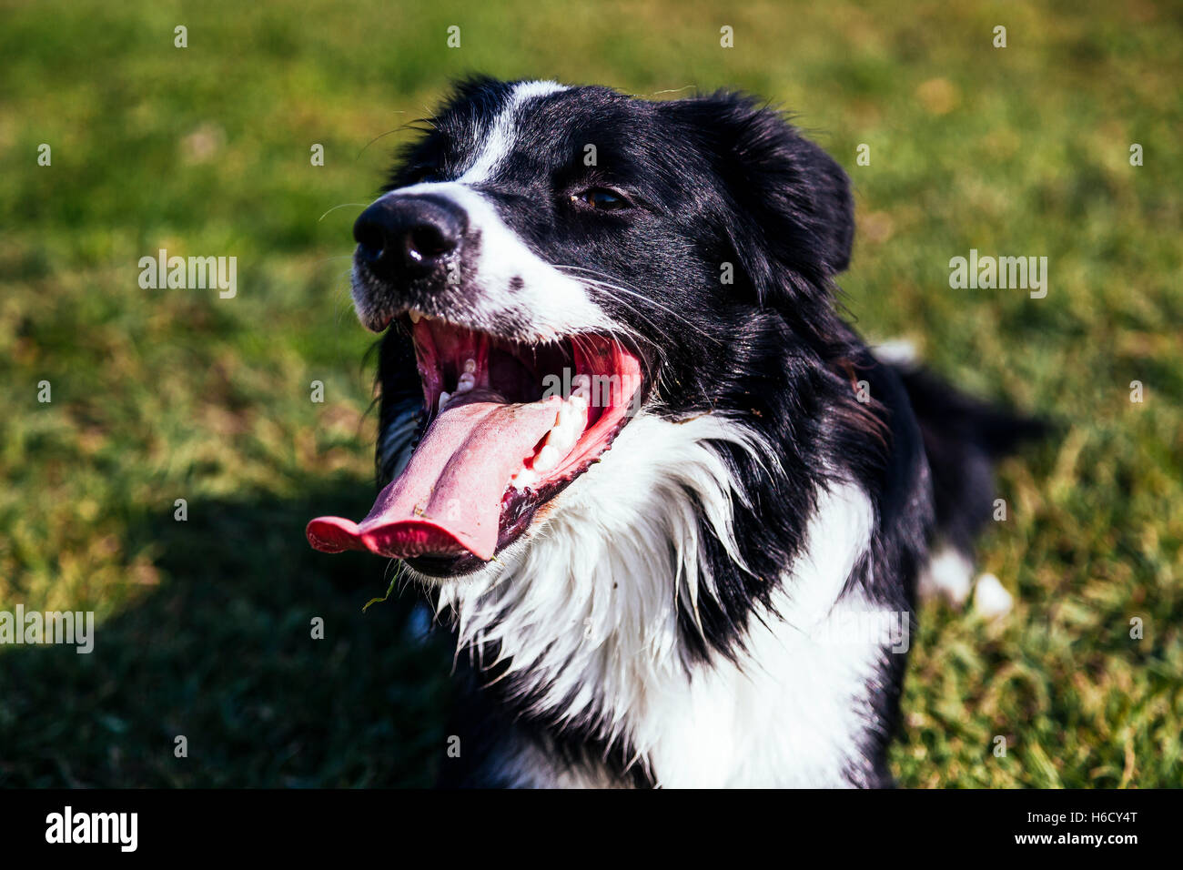 Ein Border-Collie Hund Portrait, schwer atmend, bei einer Rast auf dem Rasen an einem sonnigen Tag. Stockfoto