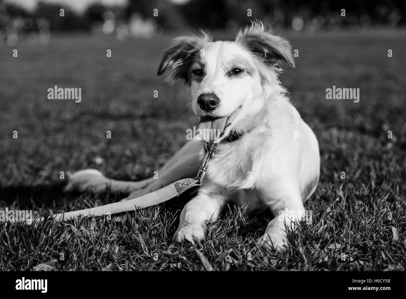 Porträt von einem Mischling Hund sitzt in einem städtischen Park. Stockfoto