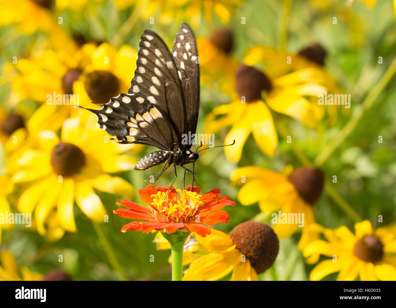 Schwarzen Schwalbenschwanz Schmetterling auf rote Zinnie mit Black-Eyed Susan Blüten auf dem Hintergrund Stockfoto