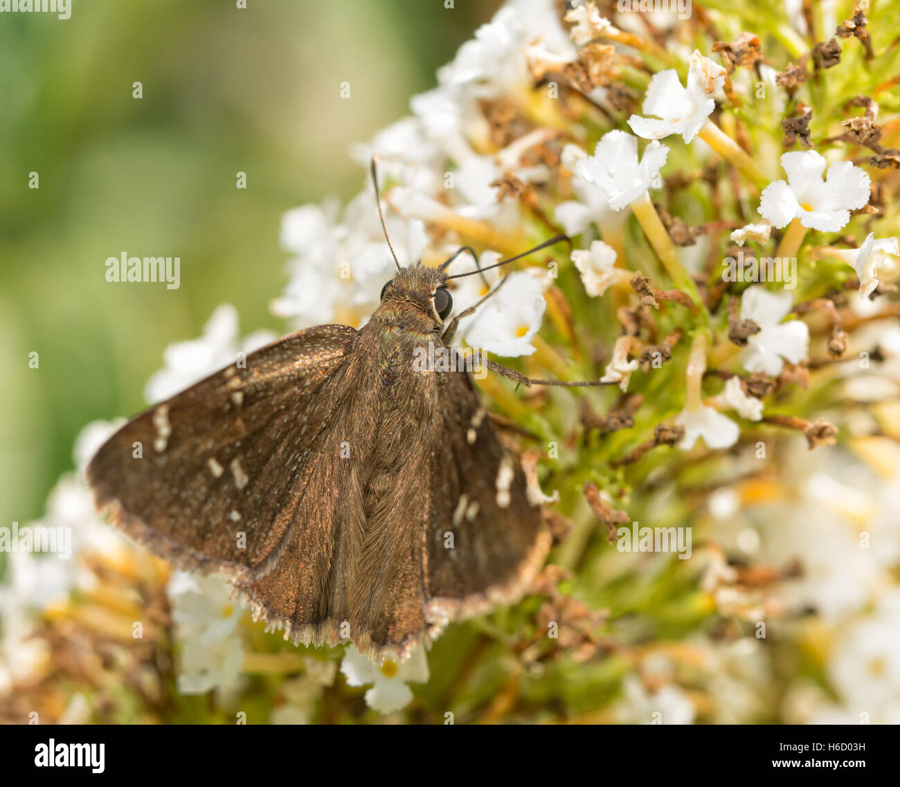 Verwirrt Cloudywing Schmetterling Fütterung auf weißen Butterflybush Blüten Stockfoto