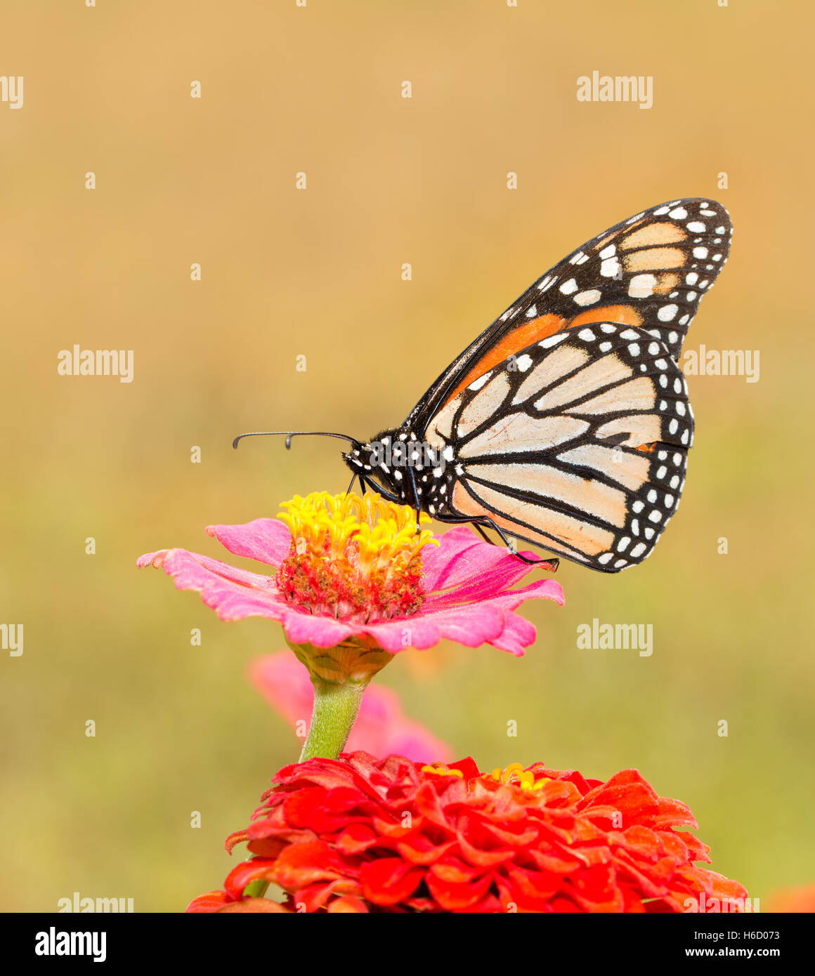 Monarchfalter auf ein rosa Zinnia Sommersonne Stockfoto