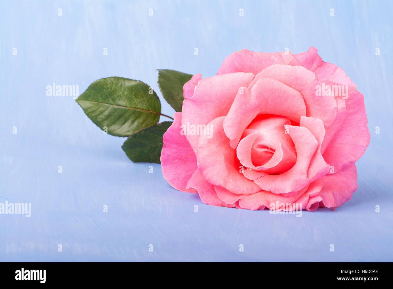 Große rosa Rose auf einem lackierten hellblauen Hintergrund, mit Textfreiraum Stockfoto