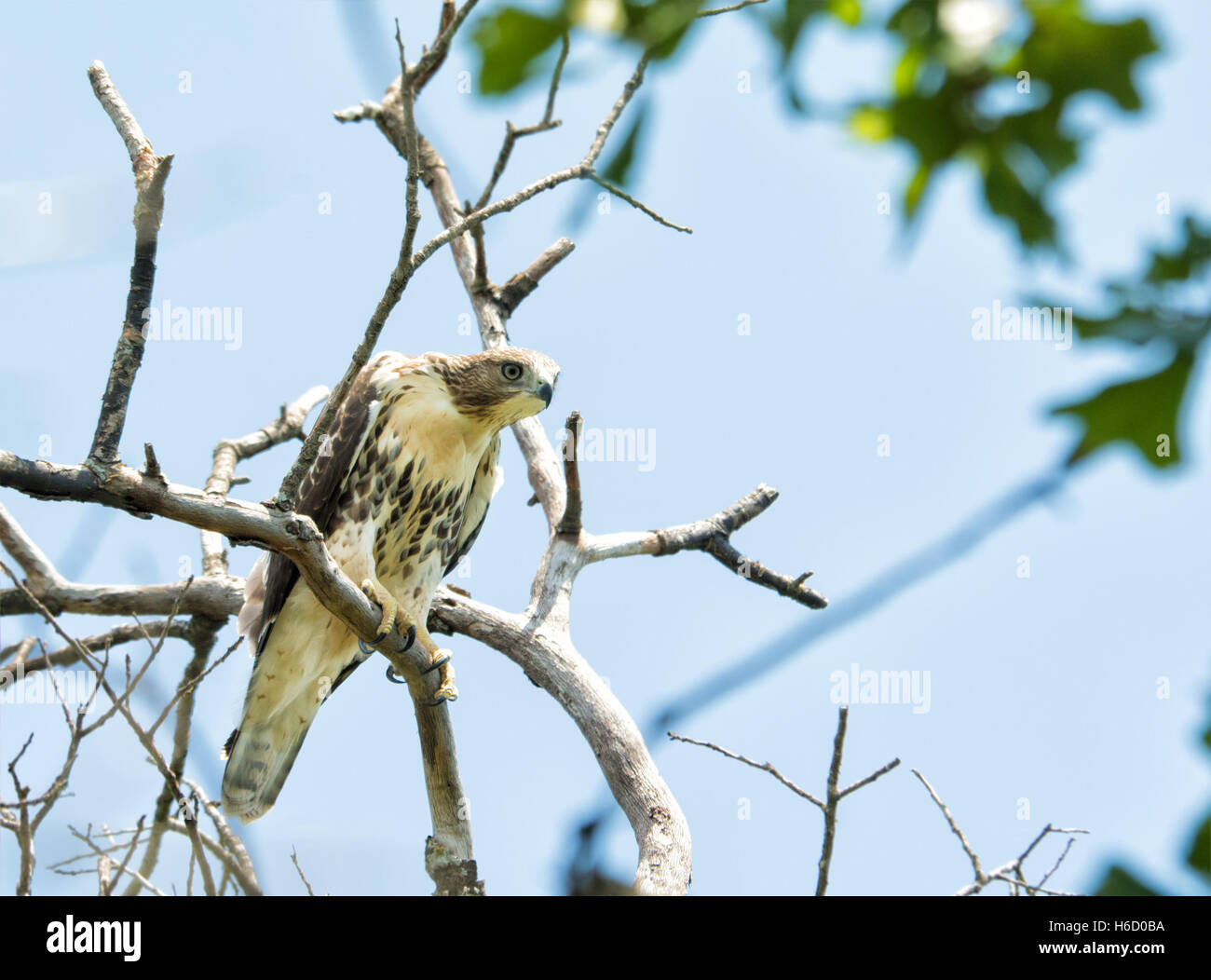 Juvenile Buteo Jamaicensis, rot - angebundener Falke, sitzt auf einem Baum, spähen nach unten Stockfoto