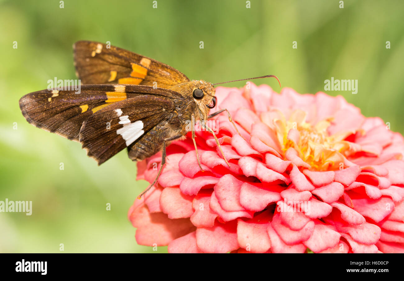 Silber-spotted Skipper Butterfly Fütterung auf eine rosa Zinnia in sonniger Sommergarten Stockfoto