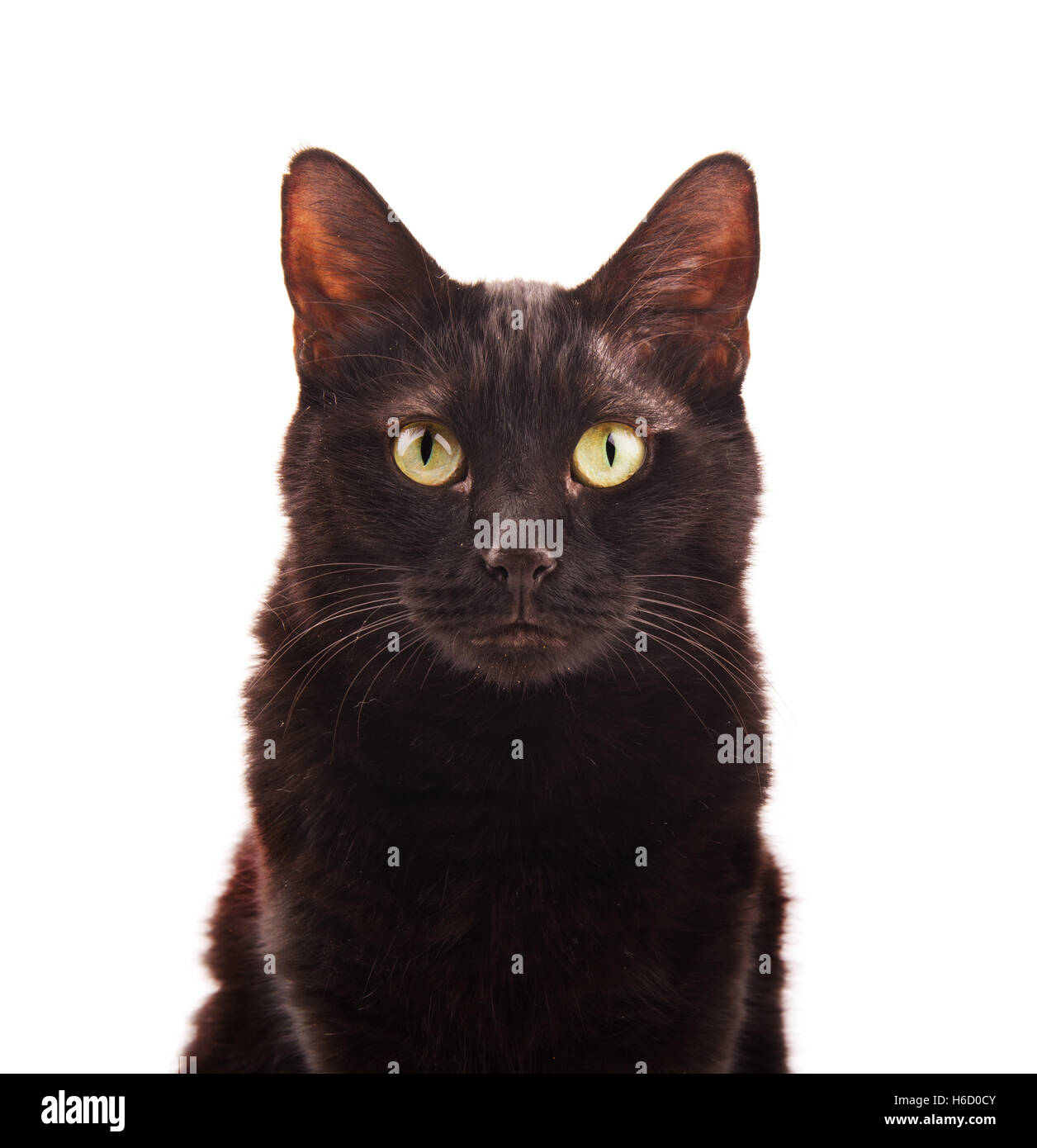 Schwarze Katze suchen, auf weißem Hintergrund Stockfoto