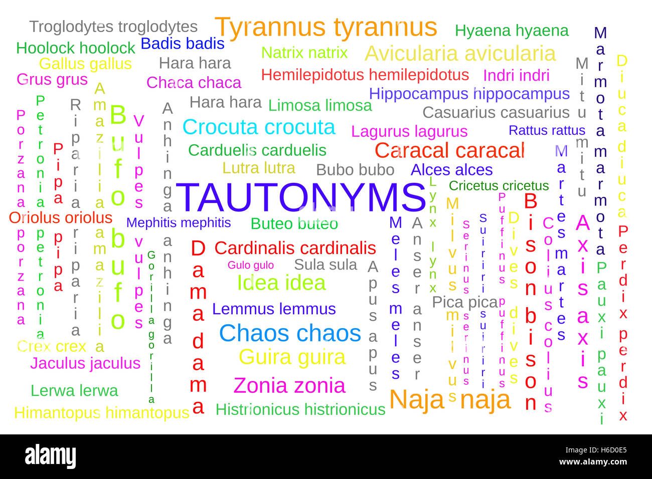 Wort-Wolke von Tautonyme, wissenschaftlichen Namen, in dem das gleiche Wort für Gattungen und Arten verwendet wird; auf weiß Stockfoto