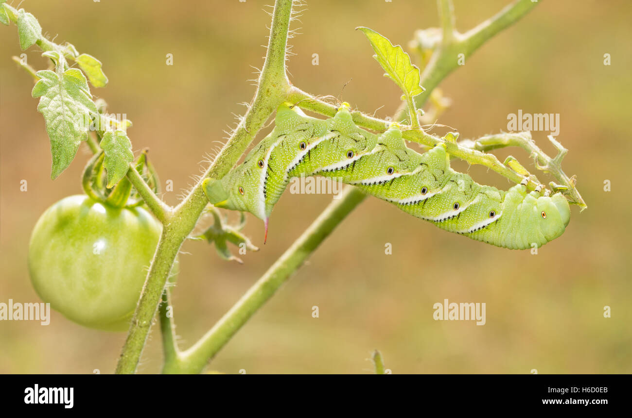 Tabak Hornworm Falter Raupe Essen eine Tomatenpflanze Stockfoto